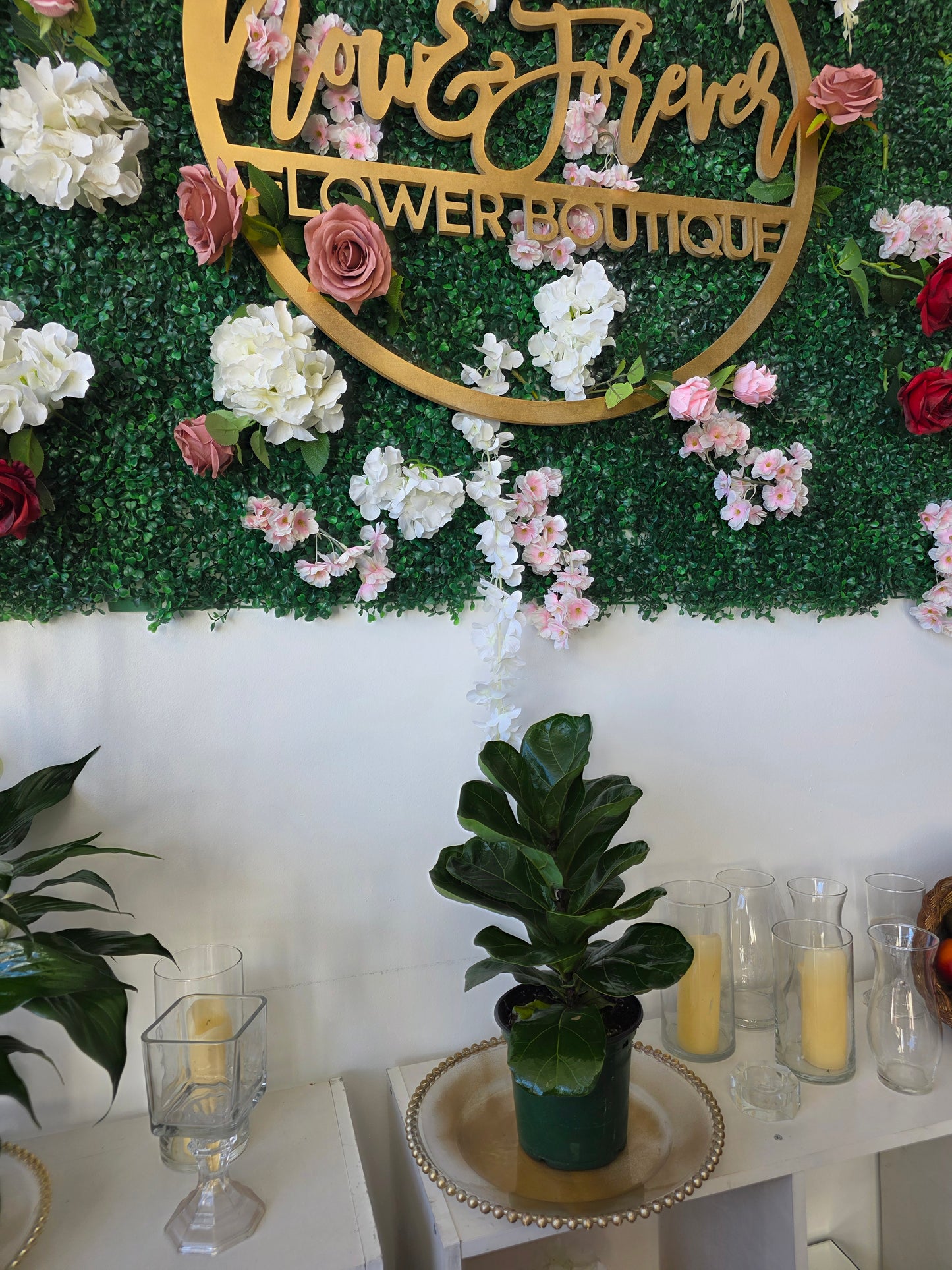 Fiddle-Leaf Fig Plant (Ficus Lyrata)