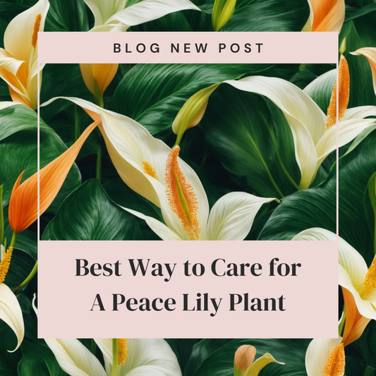 Best Way to Care for A Peace Lily Plant