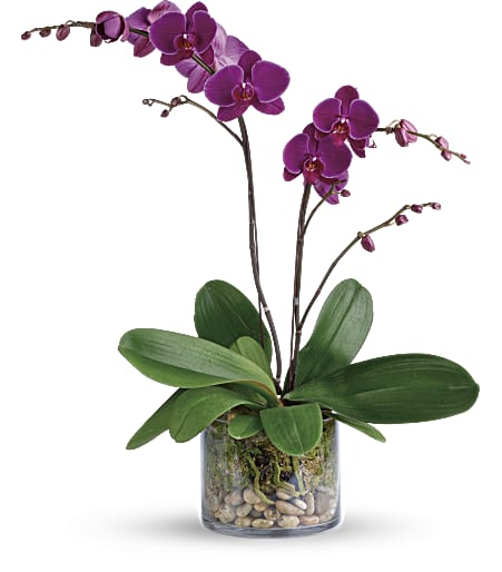 Glorious Gratitude Orchid Plant