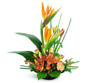 High-Rise Bird of Paradize Prize