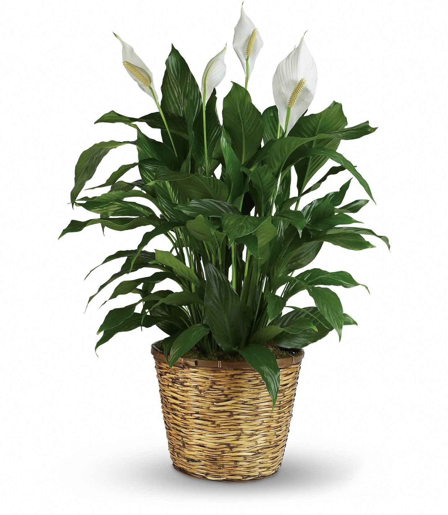 Simply Elegant Spathiphyllum Peace Lily - Large