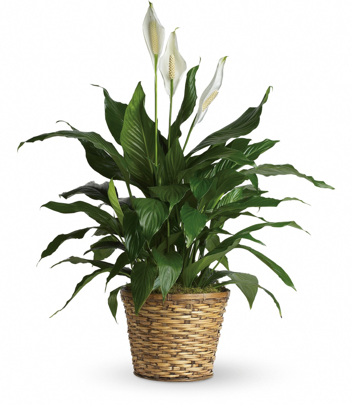 Simply Elegant Spathiphyllum Peace Lily - Medium