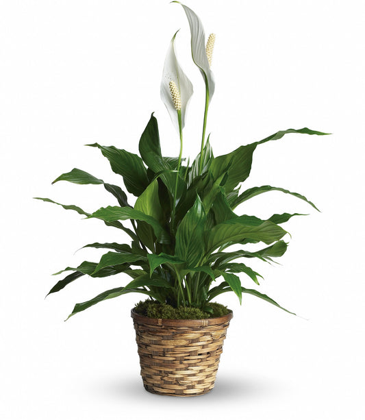 Simply Elegant Spathiphyllum Peace Lily - Small