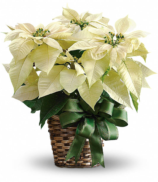 White Poinsettia Bouquet