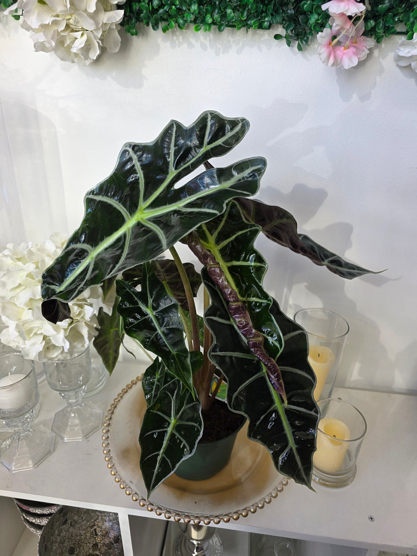 "African Mask Plant" (Alocasia amazonica 'Polly')