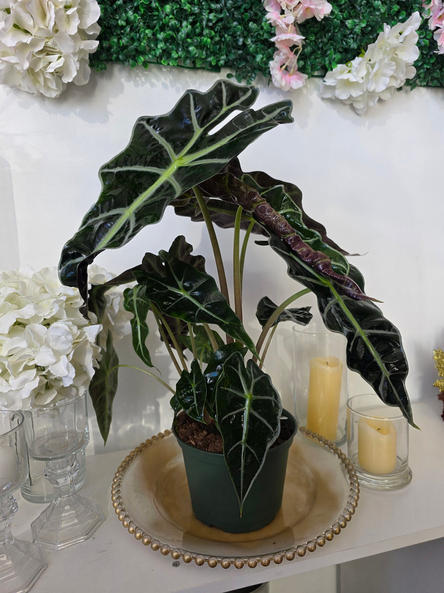 "African Mask Plant" (Alocasia amazonica 'Polly')