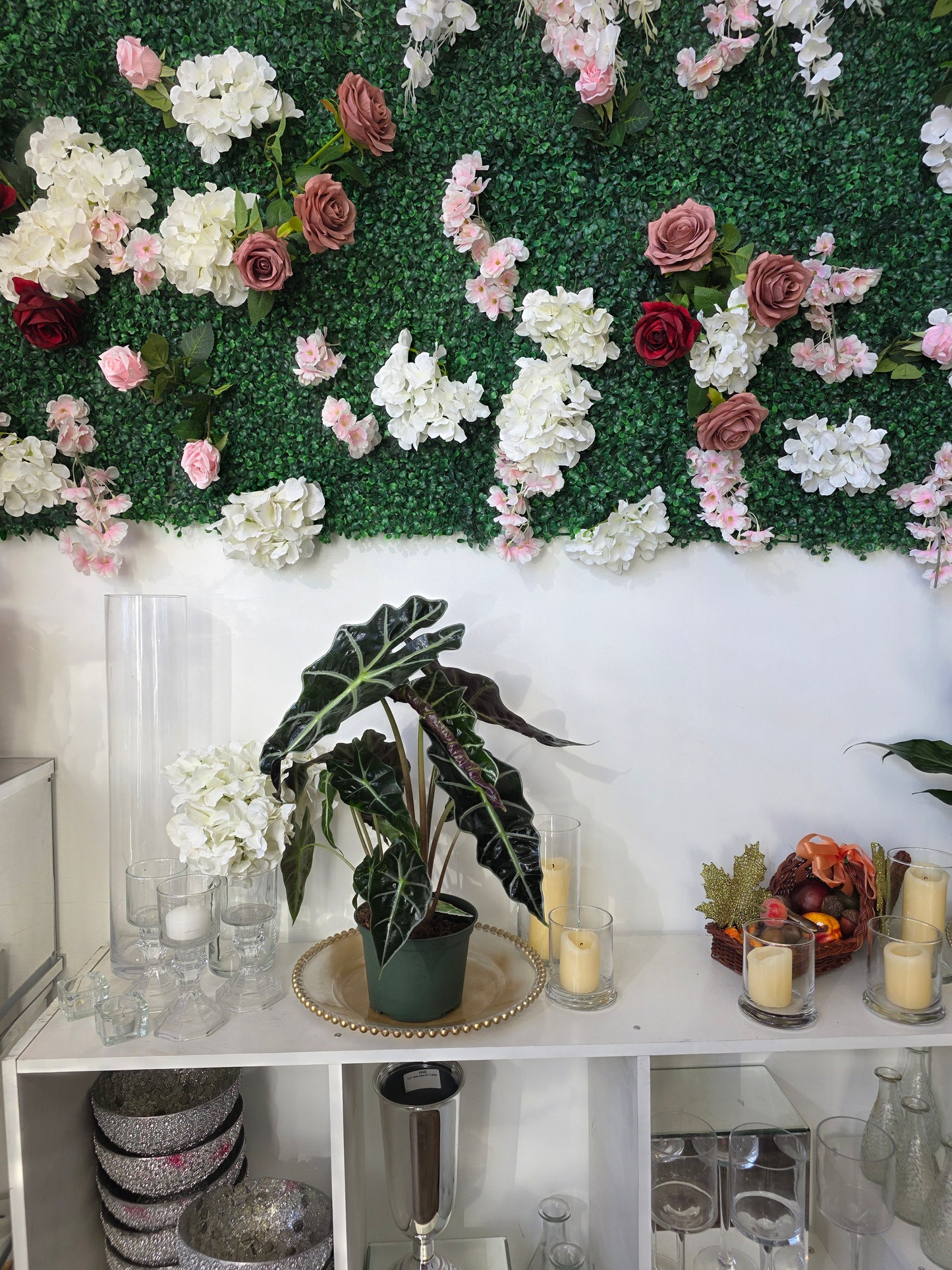 "African Mask Plant" (Alocasia amazonica 'Polly')