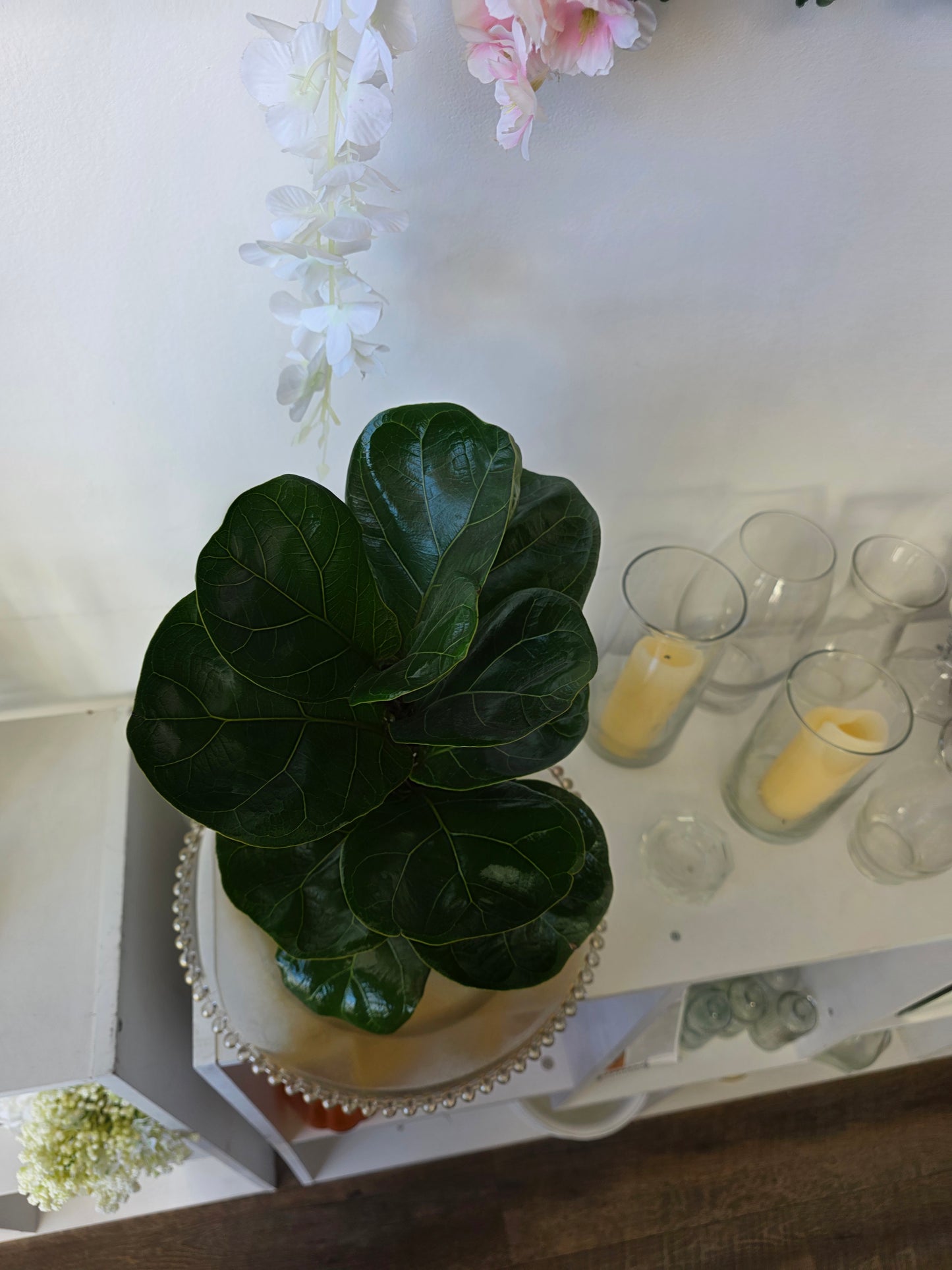 Fiddle-Leaf Fig Plant (Ficus Lyrata)