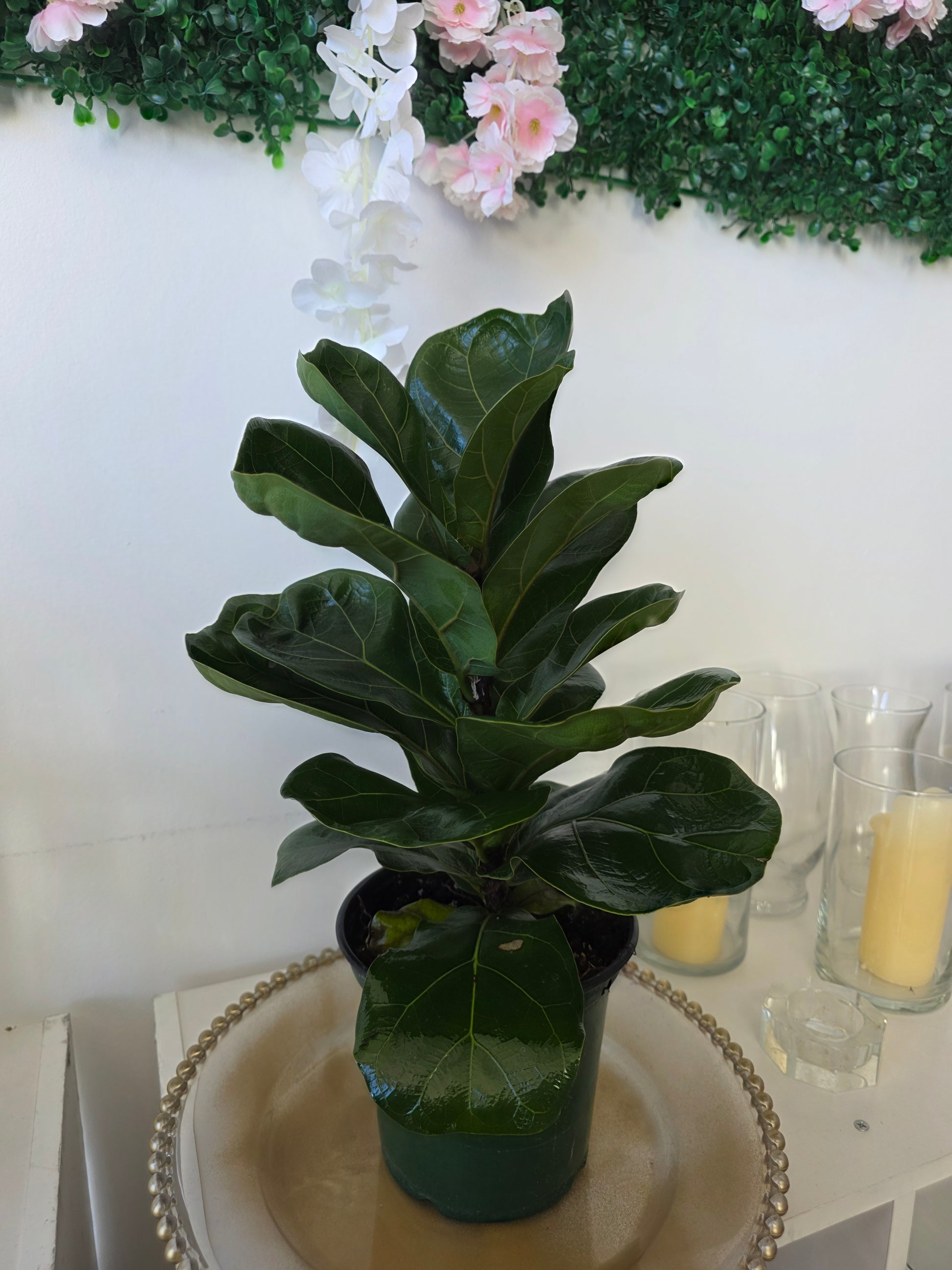 flowering fiddle leaf fig TropicalPlants.com Fiddle Leaf Fig (Ficus Lyrata) Live Plant in 6 in. White Designer Ribbed Planter